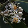 Huile Végétale Calophylle | 1 litre