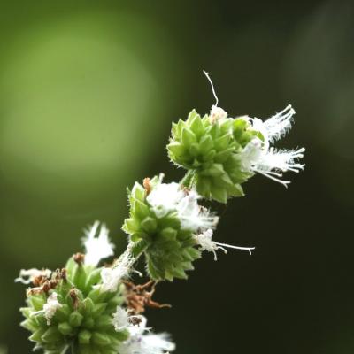 Huile essentielle Patchouli heyneanus | 5 ml