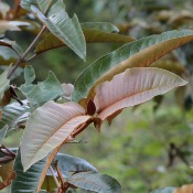 Teinture Mère - Harungana Madagascariensis | 30 ml