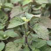 Eau Florale Patchouli Frais | 200 ml