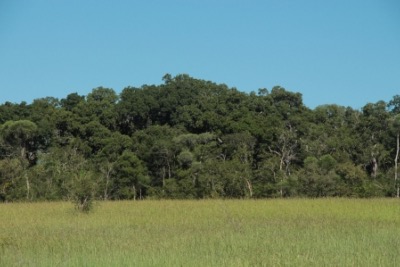 Sud ouest de Madagascar, fort prserve site de cueillette durable du Katrafay