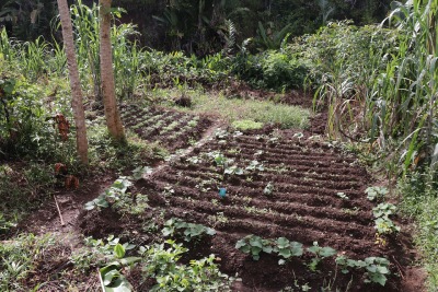 Potager au Rcolte de l'corce de Cannelle au Domaine d'Ambohitsara