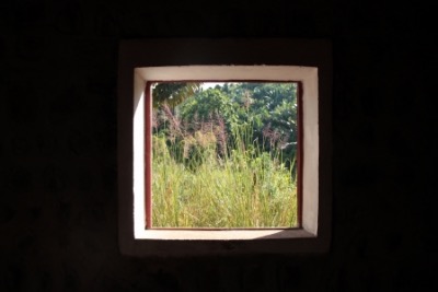 Vue depuis le bureau de la distillerie du Domaine d'Ambohitsara, Vtiver en fleur