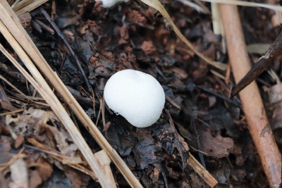 Un sol vivant au Rcolte de l'corce de Cannelle au Domaine d'Ambohitsara