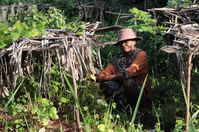 Ombrage des jeunes plantations au Domaine d'Ambohitsara