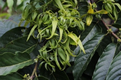 Fleurs d'Ylang-Ylang au Domaine d'Ambohitsara