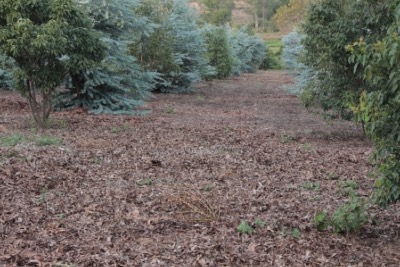 Plantation de Ravintsara et Eucalyptus globules la Ferme de Mahatsinjo