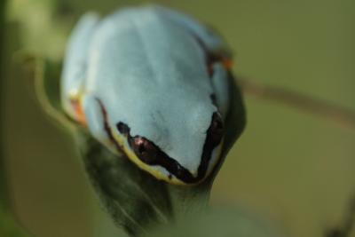 Heterixalus madagascariensis