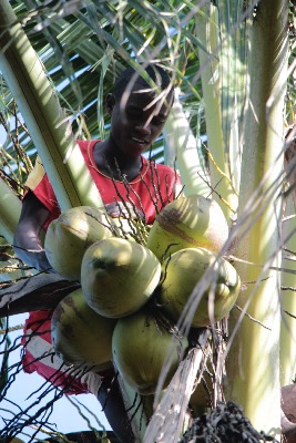 Rcolte de noix de coco au Domaine d'Ambohitsara